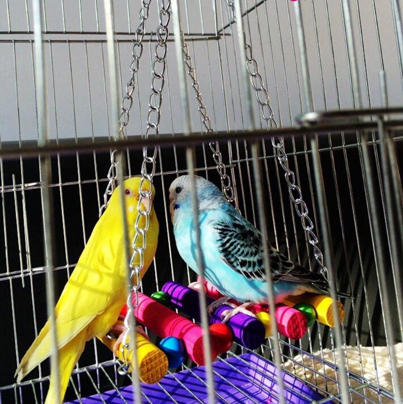 Bird Cage Swing Papukaija Riippuvat Lelut