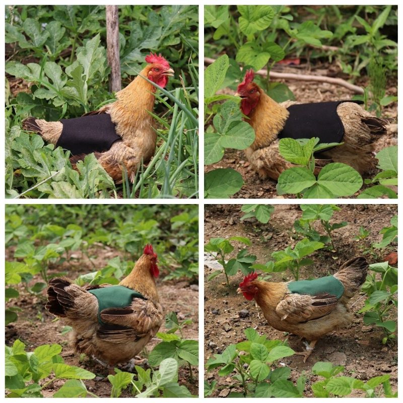 Chicken Helmet Cap Lemmikkieläinten Suojavarusteet Auringon Sadesuojakypärä