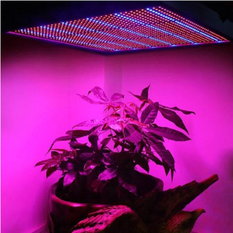 100w 1131red 234blue Led Grow Light Kasvinviljelylamppu Puutarha Kasvihuone Kasvien Taimivalo