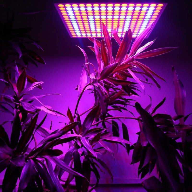 45 W 200 W Heijastinkuppi Täysspektri Led Grow Valot Telttalaatikkoon Sisälle Kasvihuoneeseen