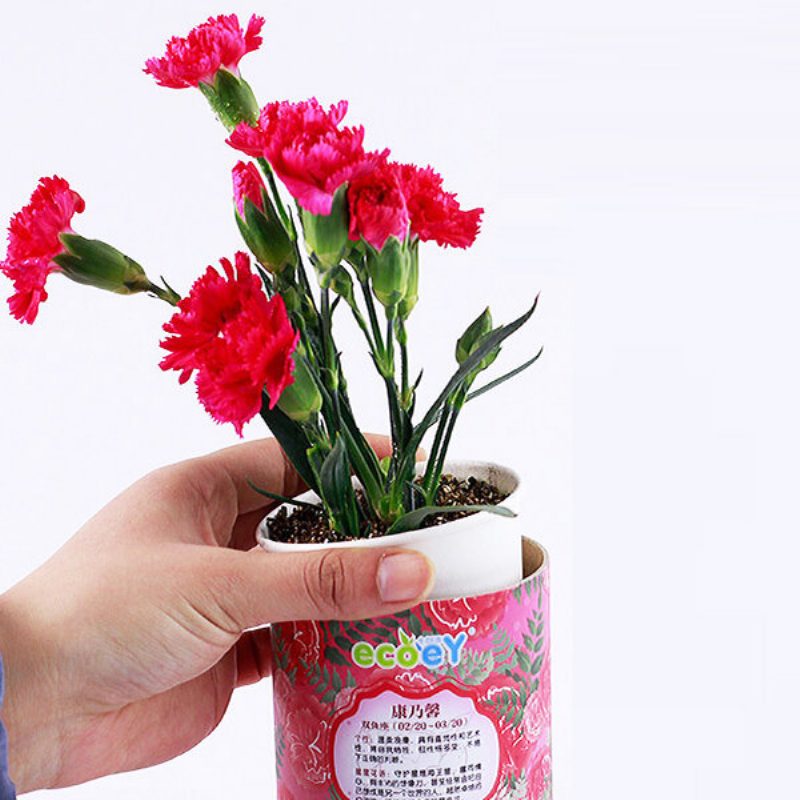 Diy Mini Zodiac Lucky Flower Potted Office Desktop Plant -sisustus