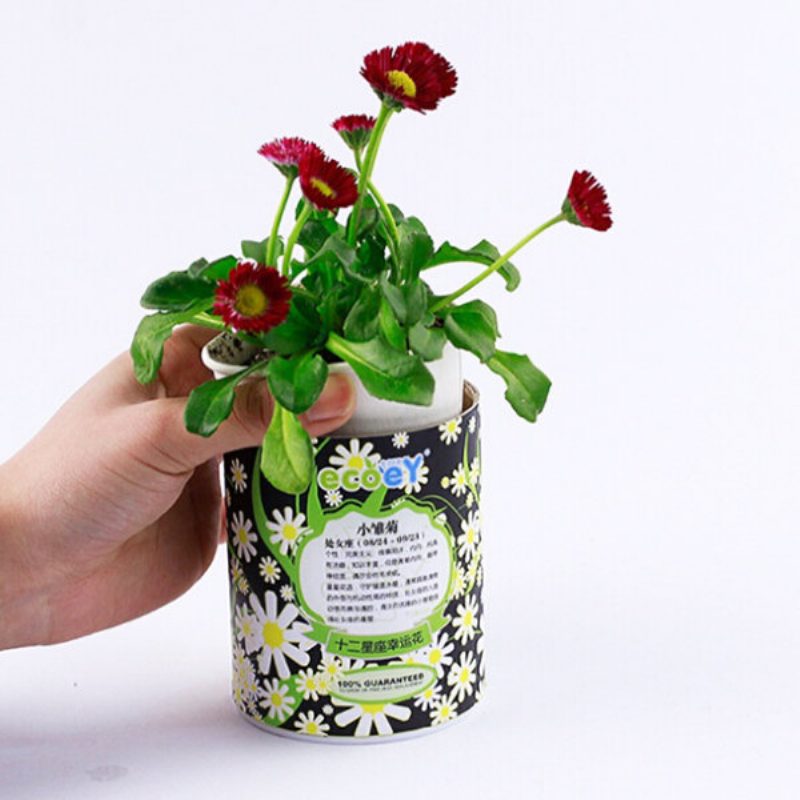 Diy Mini Zodiac Lucky Flower Potted Office Desktop Plant -sisustus